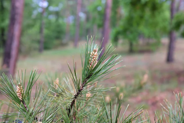 Pinus Densiflora Pinaceae Open Plants 2020 Ліцензійні Стокові Зображення