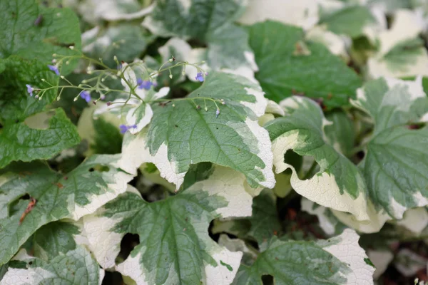 Brunnera Macrophylla Белый Доусон Растения Открытом Воздухе 2020 Лицензионные Стоковые Фото