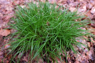 Carex montana (Cyperaceae), açık hava bitkileri 2020
