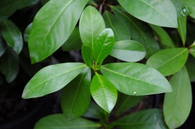 Corynocarpus laevigata (2019), açık hava bitkileri