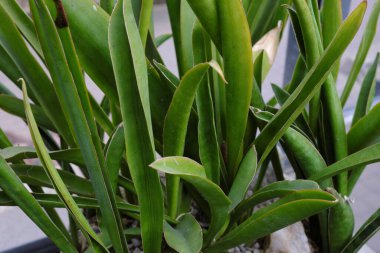 Sansevieria nilotica (2019), açık hava bitkileri