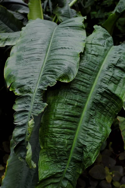 Spathiphyllum Schomburgkii 2019 Friluftsväxter — Stockfoto