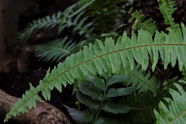 Nephrolepis Exaltata 2019 Friluftsväxter — Stockfoto