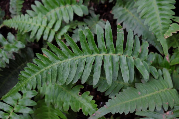 Blechnum Appendiculatum 2019 Freilandpflanzen — Stockfoto