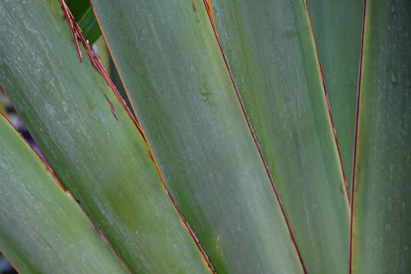 Phormium Tenax 2019 Plantes Extérieur — Photo