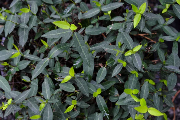 Trachelospermum Jasminoides 2019 Outdoor Plants — Stock Photo, Image