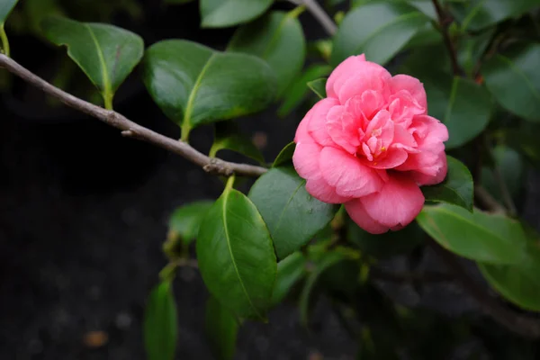 Camellia Reticulata 2019 Рослини Відкритому Повітрі — стокове фото