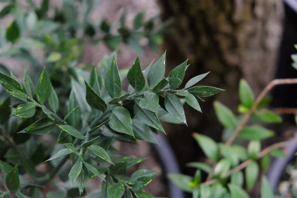 Ruscus aculeatus (2019), açık hava bitkileri