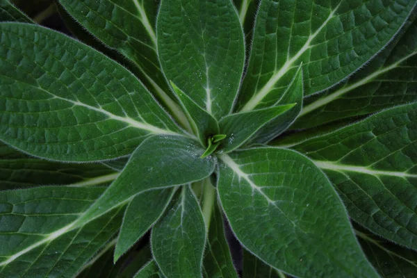 Echium Candicans 2019 Friluftsväxter — Stockfoto