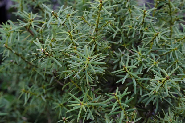 Podocarpus Totara 2019 Plantas Aire Libre —  Fotos de Stock