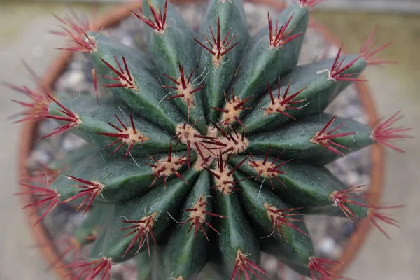 Ferocactus Pilosus 2019 Plantas Exteriores — Fotografia de Stock