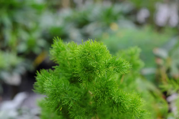 Asparagus Umbellatus 2019 Outdoor Plants — Stock Photo, Image