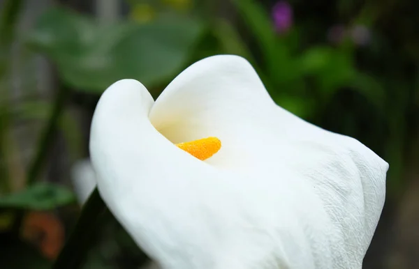 Zantedeschia Aethiopica 2019 Open Plants — стокове фото