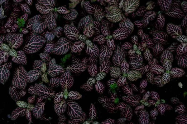 Fittonia Verfeltii 2019 Наружные Растения Стоковое Изображение