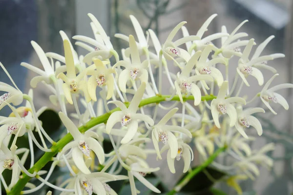 Dendrobium Speciosum 2019 室外植物 免版税图库照片