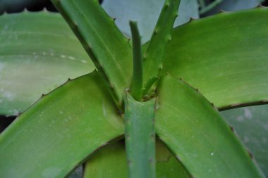 Aloe Lavranosii (2019), açık hava bitkileri