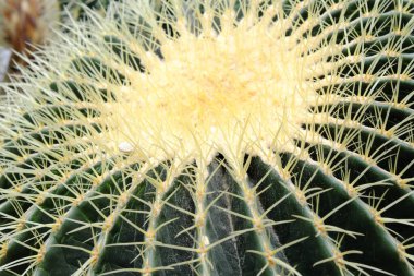 Echinocactus grusonii (2019), açık hava bitkileri