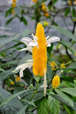 Pachystachys lutea (2019), açık hava bitkileri