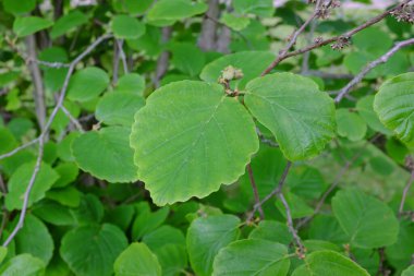 Hamamelis virginiana, açık hava bitkileri