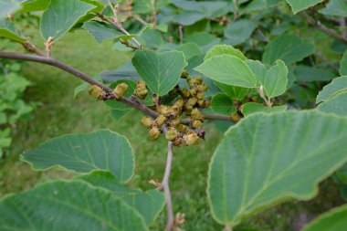 Hamamelis Mollis, Goldcrest, açık hava bitkileri.