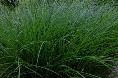 Miscanthus Sinensis, Gracillimus, açık hava bitkileri.