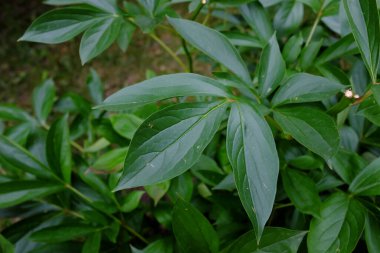 Paeonia, Alexander Fleming, açık hava bitkileri.