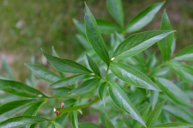 Paeonia, Primavere, açık hava bitkileri.