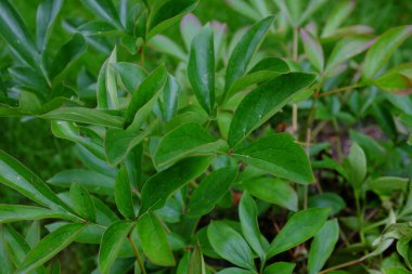 Paeonia, Sarah Bernhardt, açık hava bitkileri.