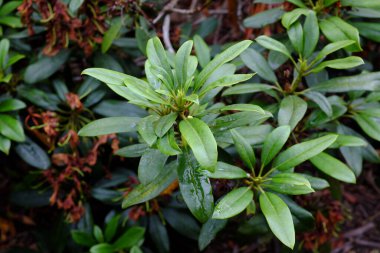 Rhododendron CV. Hyperion, Ericaceae, açık hava bitkileri