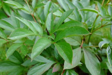 Paeonia, Fokker, açık hava bitkileri