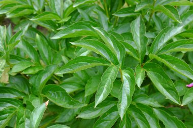 Peeonia, Johnny, açık hava bitkileri.