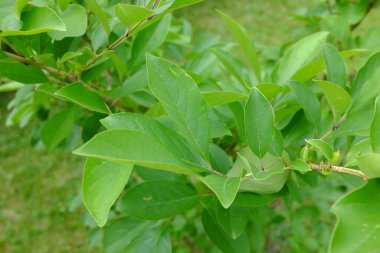 Chionanthus retusus, Çin, Kore, Japonya, açık hava bitkileri