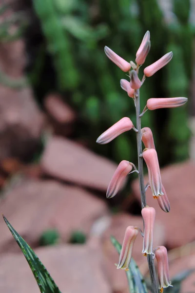 Aloe Somaliensis Flower 2019 Szabadtéri Növények — Stock Fotó