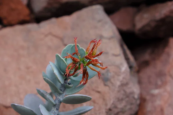 Kalanchoe Farinacea 2019 Plantas Livre — Fotografia de Stock