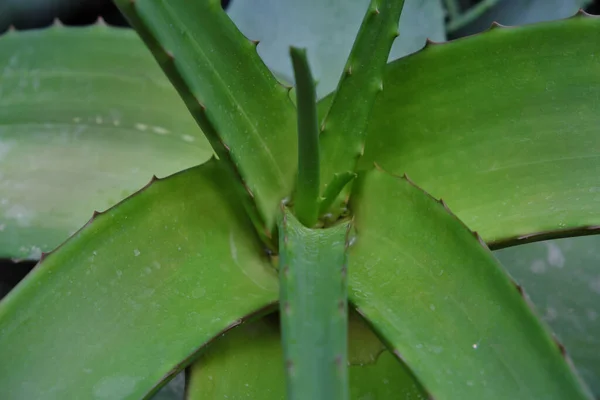 Aloe Lavranosii 2019 Plantas Livre — Fotografia de Stock