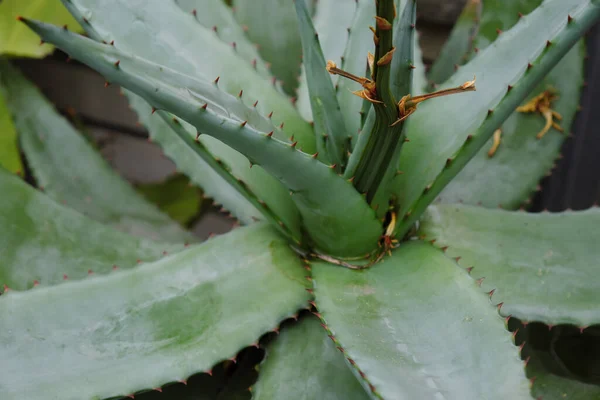 Aloe Ferox 2019 Plantas Exterior —  Fotos de Stock