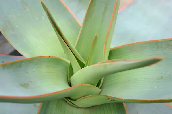 Aloe Striata 2019 Freilandpflanzen — Stockfoto