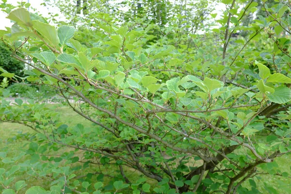 Hamamelis Japonica Asie Usa Plantes Plein Air — Photo