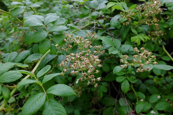 Rosa Multiflora Giappone Piante Esterno — Foto Stock