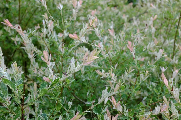 Salix Integra Hakuro Nishiki 户外植物 — 图库照片