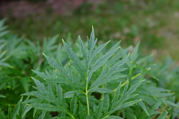 Paeonia Anomala Veitchii China Plants — 스톡 사진