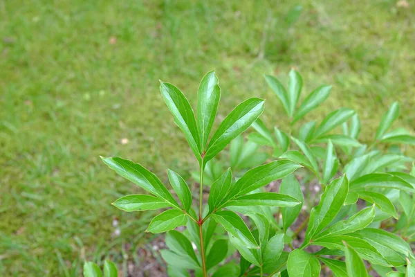 Paeonia Margarete Klose Plantes Plein Air — Photo