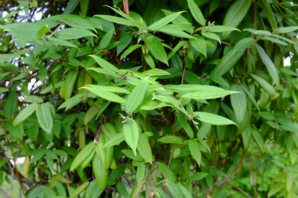 Lonicera Henryi Ásia Plantas Livre Fotos De Bancos De Imagens