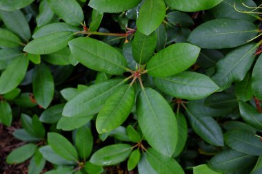 Rhododendron CV. Ortrud, Ericaceae, açık hava bitkileri