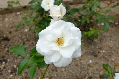 Schneewittchen, açık hava bitkileri 2018