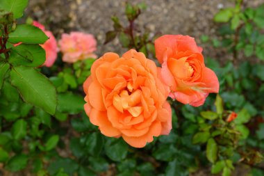 Prlat, açık hava bitkileri 2018