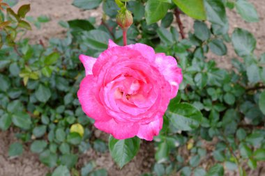 Rosa Guajard, açık hava bitkileri 2018