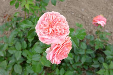 Chippendale, açık hava bitkileri 2018