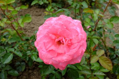 Cantilena Bohemica, açık hava bitkileri 2018