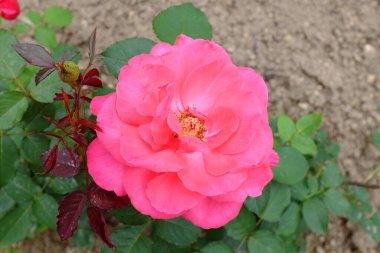 Elektron, açık hava bitkileri 2018